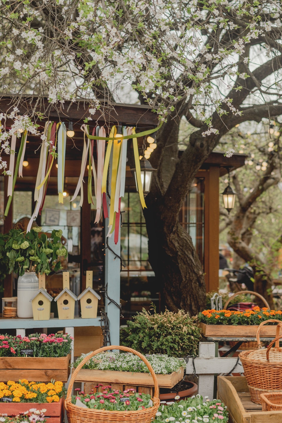 Potted flowers in wooden crates arranged under a blossoming tree.