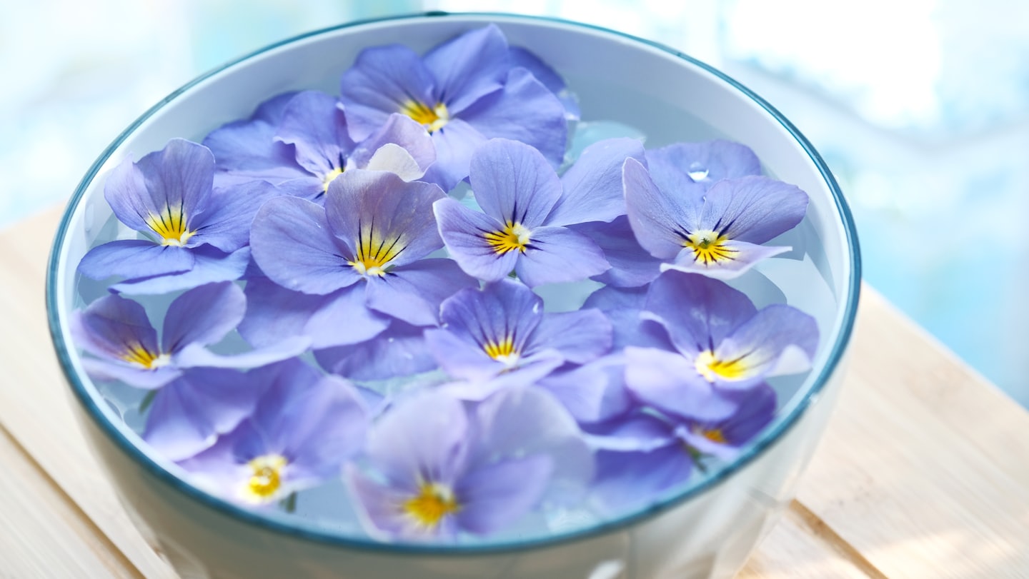 Purple pansy flowers floating in a white ceramic bowl.